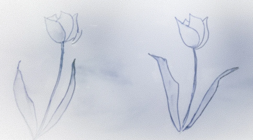空色チューリップ