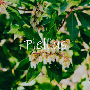 Piellius