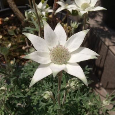 人畜無害な人間