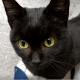 ナルミキョウジ