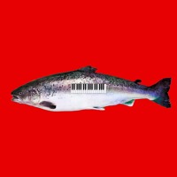 PianoSalmon