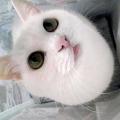 MONTAN
