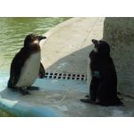 metal_penguin