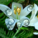 The Vocaloid Lunatic