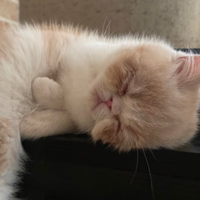 にゃんまる。