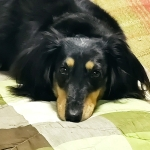 Lismiy