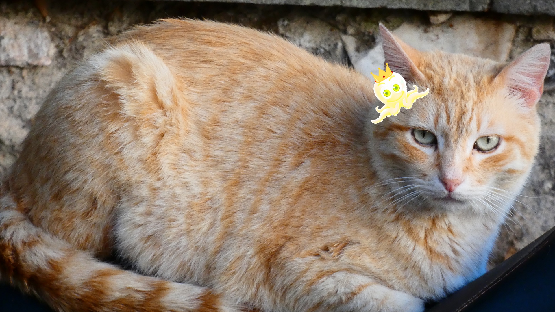 kaaheeksaajaalgkooniig maackooviitee