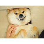 いちまんピース