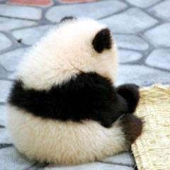 ぱんだっち