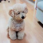 かぼちゃを下さい