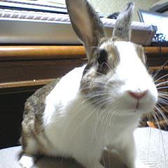どぶウサギ
