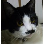 ミクがうちに来てP