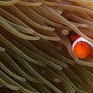 スタンブレインズ