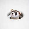 Ferret-P