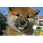タダヒー
