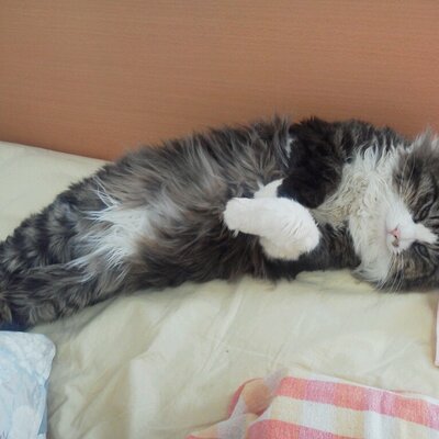 すかっぴ