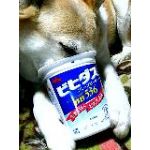 ぐーぴーぐーぴー