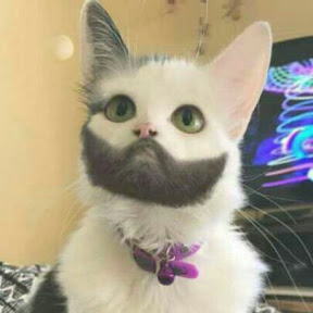 CatWithBeard