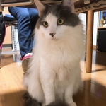 ホシノユウキ
