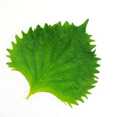 紫蘇プラスチック