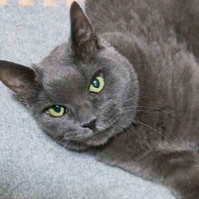 さくらでんぶ