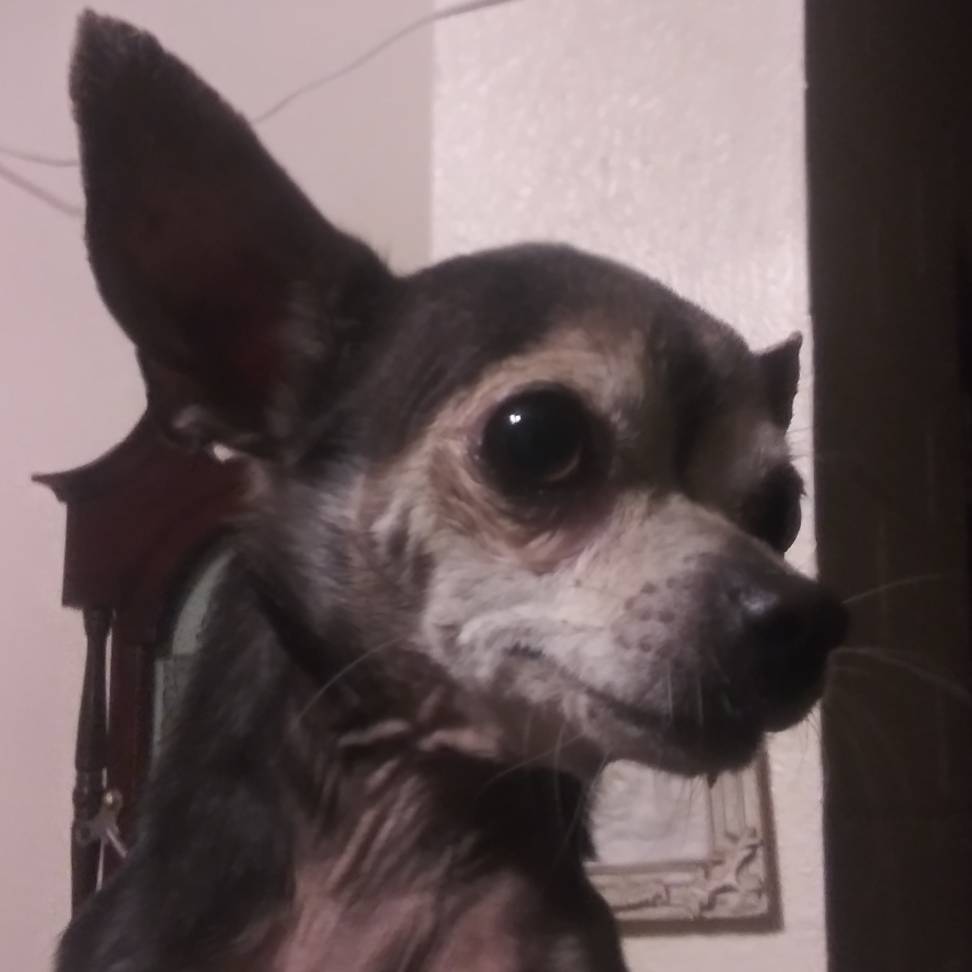 ZaneChihuahua