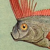 A.A. Fish