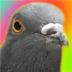 Pigeon